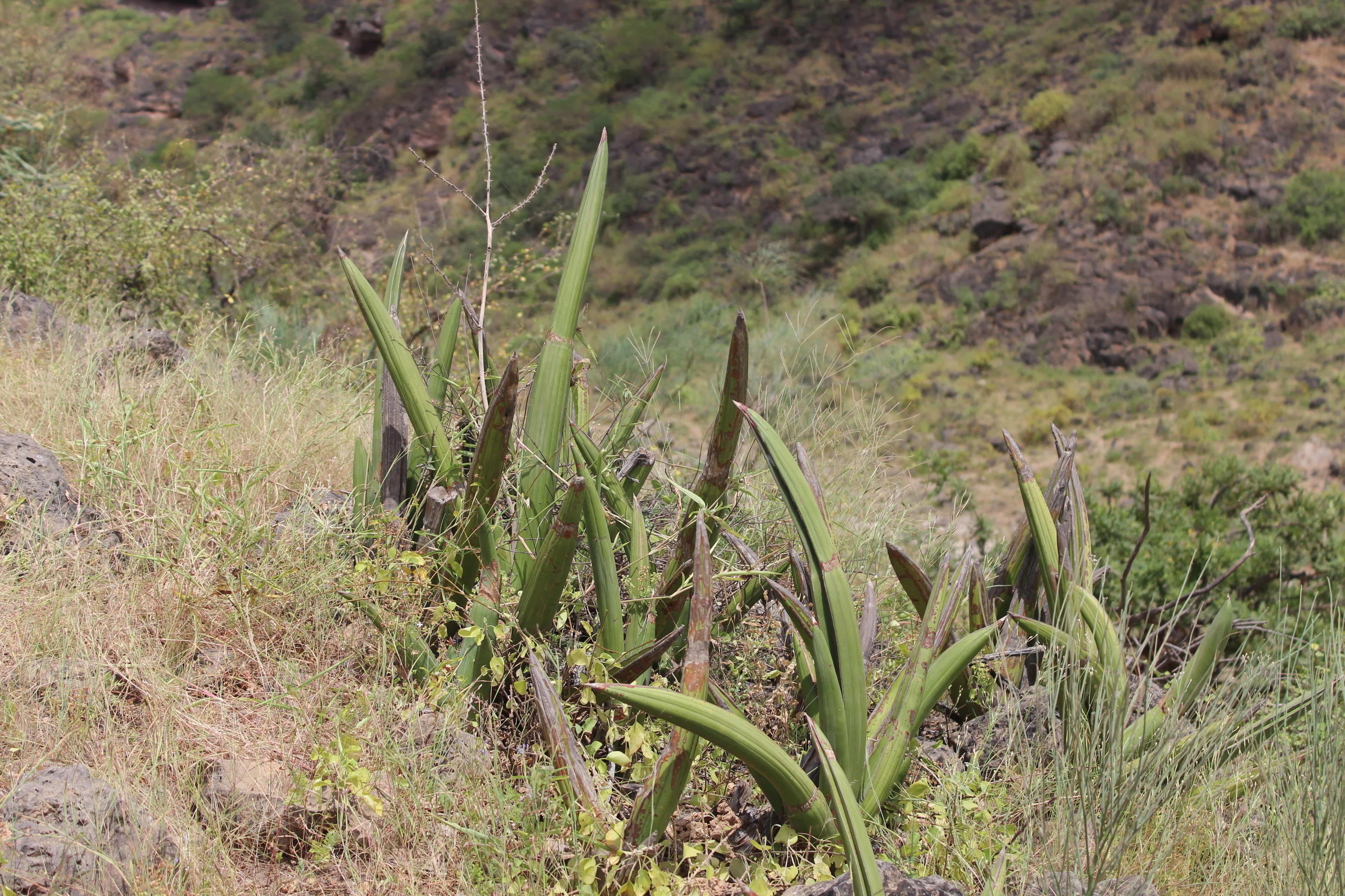 Plant Image